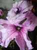 Purple Petunia (2014, June 18)