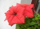 Red Petunia (2014, June 18)