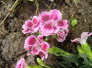 Dianthus Pink Kisses (2014, June 18)