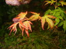 Acer palmatum Katsura (2014, June 18)