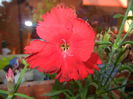 Red Dianthus (2014, June 22)