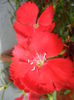 Red Dianthus (2014, June 22)