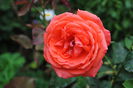 necunoscut orange