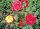 DSC04317