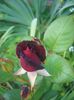 'Black Baccara ™' • MEIdebenne