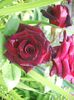 CIMG0046