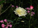 DSCN0382