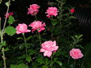 DSCN0401