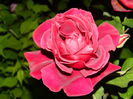 DSCN0415