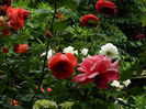 DSCN0478