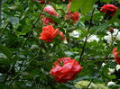 DSCN0483
