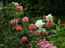 DSCN0515