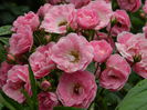 DSCN0516