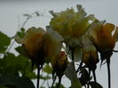DSCN0518