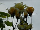 DSCN0519