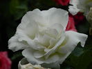 DSCN0526