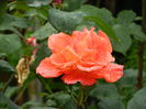 DSCN0529