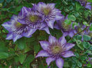 Clematis ` Multi Blue ` GASIT