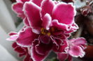 SAM_2644