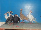 DSC02331