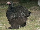 black cochin pullet