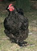 black cockerel