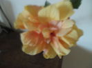 Clasic Apricot