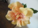 Clasic Apricot