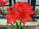 Cyrtanthus elatus red 20