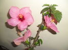 Adonicus Pink