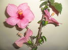 Adonicus Pink
