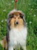 Rough Collie