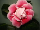 DSC09867