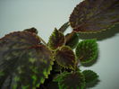 Smithiantha