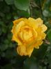DSCN0516