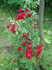 DSCN0539