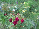 DSCN0546