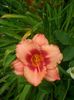 Hemerocallis Strawberry Candy