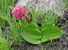 HAEMANTHUS_HUMILIS__15