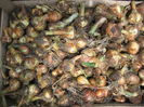 pictures 004