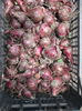pictures 006