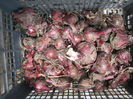 pictures 005