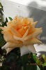 DSCF7816