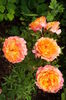 DSCF7822