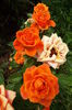 DSCF7825