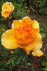 DSCF7827