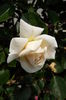 DSCF7918