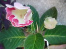In sfarsit gloxinia Rosalinda