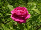 Reine de Violette