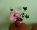 Cairo Pink